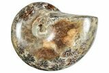 Polished Ammonite (Phylloceras?) Fossil - Madagascar #262118-1